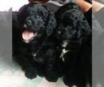 Small #1 Breeder Profile image