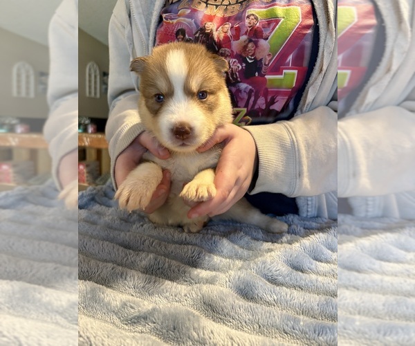 Medium Photo #4  Breeder Profile in LORANGER, LA, USA