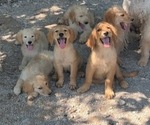 Small Photo #1  Breeder Profile in COOKEVILLE, TN, USA