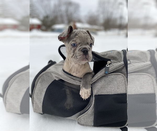Medium Photo #1  Breeder Profile in MINNEAPOLIS, MN, USA