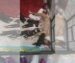 Small breeder photo