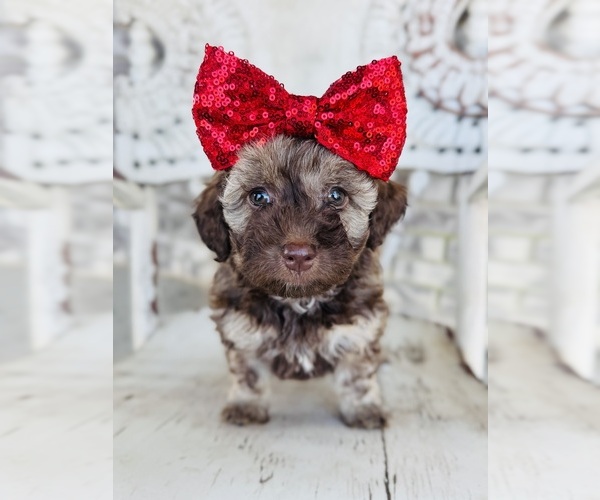 Medium Photo #9  Breeder Profile in HANFORD, CA, USA