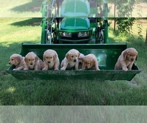 Golden Retriever Dog Breeder near MCKINNEY, TX, USA