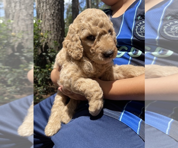 Medium Photo #1  Breeder Profile in MAGNOLIA, TX, USA