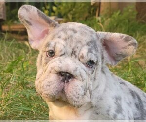 French Bulldog Dog Breeder near PHILADELPHIA, PA, USA