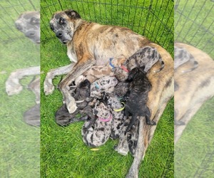 Daniff-Neapolitan Mastiff Mix Dog Breeder near MONTEVIEW, ID, USA