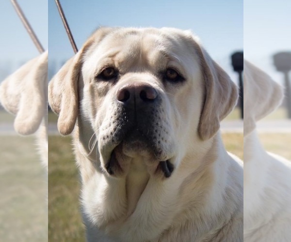 Medium Photo #1  Breeder Profile in ARCANUM, OH, USA