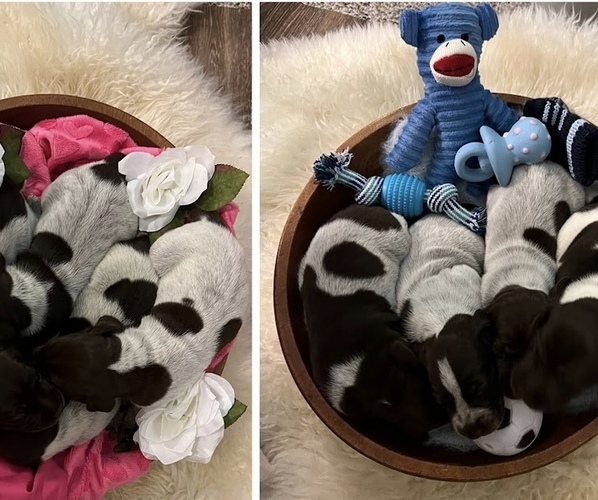 Medium Photo #1  Breeder Profile in FAYETTEVILLE, PA, USA