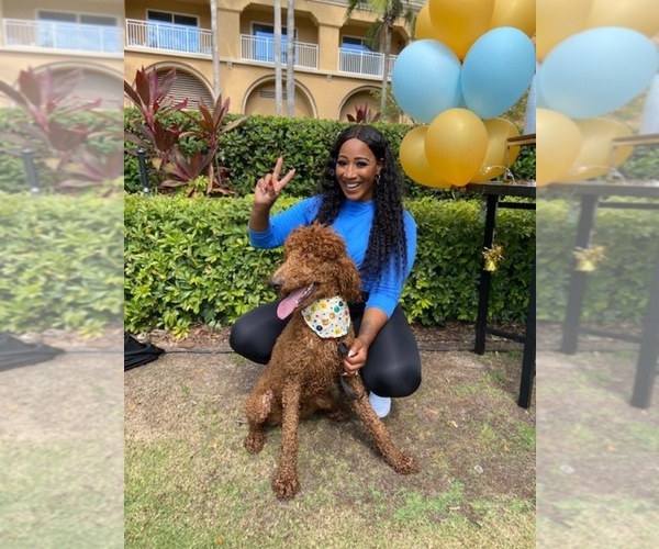 Medium Photo #12  Breeder Profile in JACKSONVILLE, FL, USA