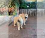Small #4 Breeder Profile image