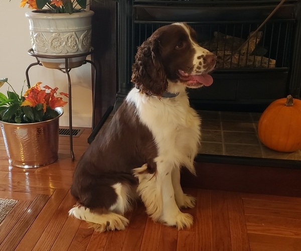 Medium Photo #1  Breeder Profile in NEWVILLE, PA, USA