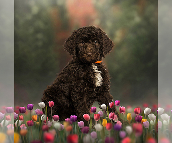 Medium Photo #4  Breeder Profile in JEDDO, MI, USA