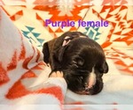 Small #13 Breeder Profile image