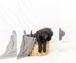 Small #4 Breeder Profile image