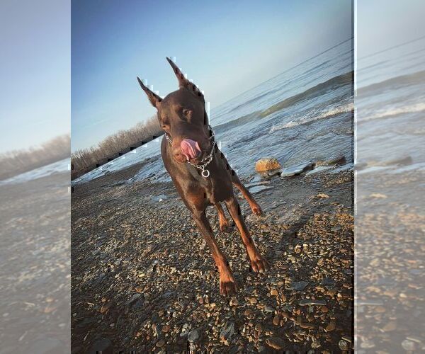 Medium Photo #36  Breeder Profile in FORT LAUDERDALE, FL, USA