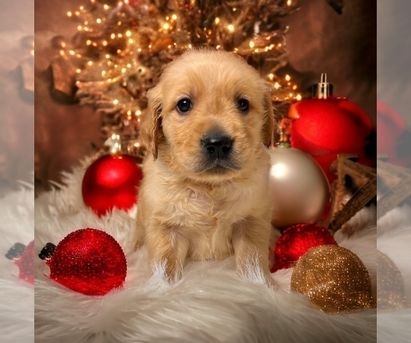 Medium Photo #26  Breeder Profile in NEOLA, WV, USA