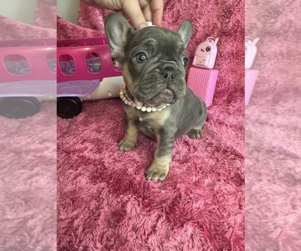 Medium Photo #29  Breeder Profile in JEFFERSONVILLE, IN, USA