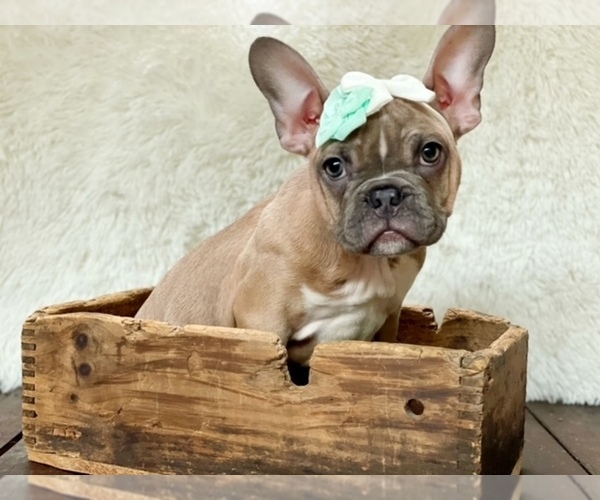 Medium Photo #1  Breeder Profile in BREMERTON, WA, USA