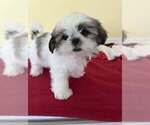 Small breeder photo