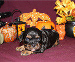 Small #52 Breeder Profile image