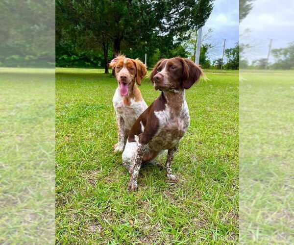 Medium Photo #112  Breeder Profile in HORTENSE, GA, USA