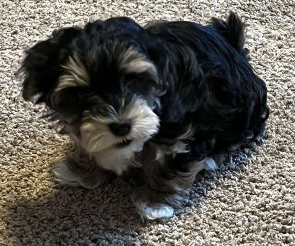 Medium Photo #6  Breeder Profile in BELLINGHAM, WA, USA