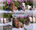 Small #10 Breeder Profile image