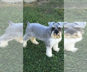 Main photo of Schnauzer (Miniature) Dog Breeder near CHICKAMAUGA, GA, USA