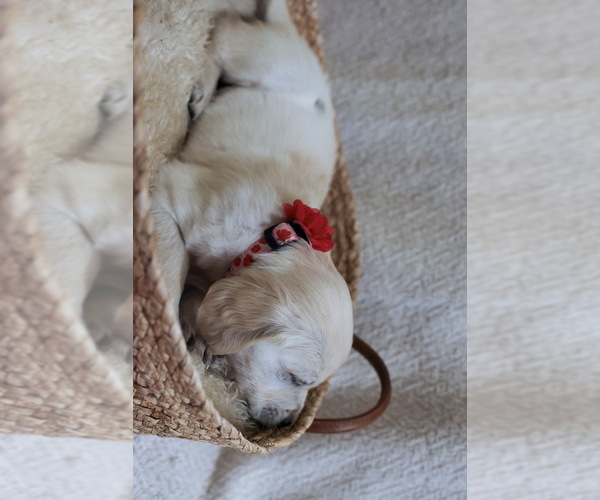 Medium Photo #29  Breeder Profile in MALDEN, MA, USA