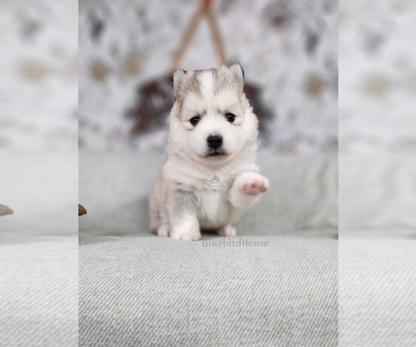 Medium Photo #49  Breeder Profile in BURNS TOWNSHIP, MN, USA