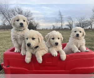 Golden Retriever Dog Breeder near CHARITON, IA, USA