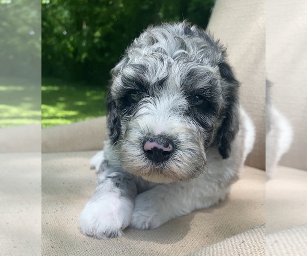 Medium Photo #15  Breeder Profile in COLUMBIA, TN, USA