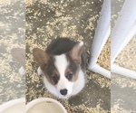 Small breeder photo