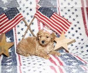 Goldendoodle (Miniature) Dog Breeder in GLASGOW,  USA
