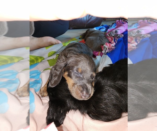 Medium Photo #1  Breeder Profile in LADY LAKE, FL, USA