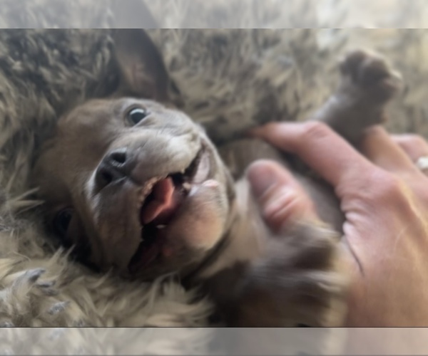 Medium Photo #9  Breeder Profile in KENNEWICK, WA, USA