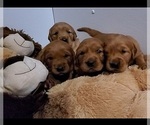 Small #20 Breeder Profile image