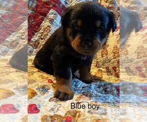 Rottweiler Dog Breeder near NORTH SACRAMENTO, CA, USA