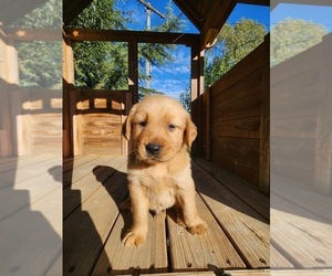 Golden Retriever Dog Breeder near LITTLEROCK, CA, US