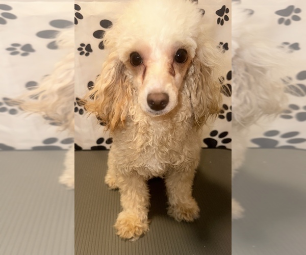 Medium Photo #1  Breeder Profile in BRONX, NY, USA