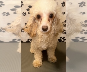 Poodle (Toy) Dog Breeder near BRONX, NY, USA