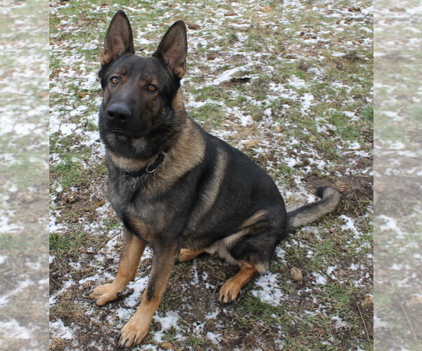 Medium Photo #1  Breeder Profile in DOWAGIAC, MI, USA