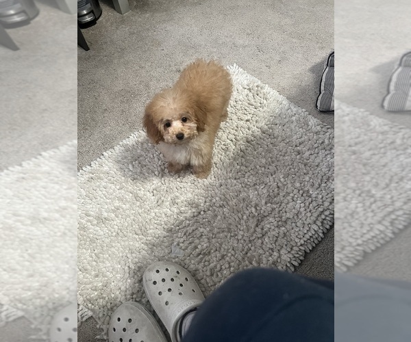 Medium Photo #23  Breeder Profile in VICTORVILLE, CA, USA