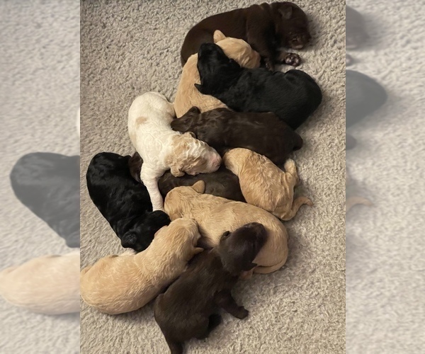 Medium Photo #1  Breeder Profile in LYONS, MI, USA