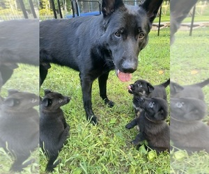German Shepherd Dog Dog Breeder near WEST POINT, VA, USA