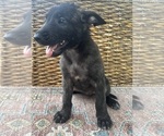 Small #6 Breeder Profile image