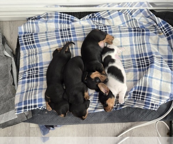 Medium Photo #24  Breeder Profile in KIRTLAND, NM, USA