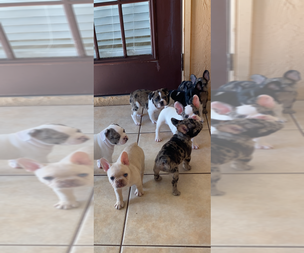 Medium Photo #1  Breeder Profile in ZOLFO SPRINGS, FL, USA