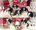 Small #21 Breeder Profile image