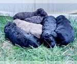 Small #8 Breeder Profile image